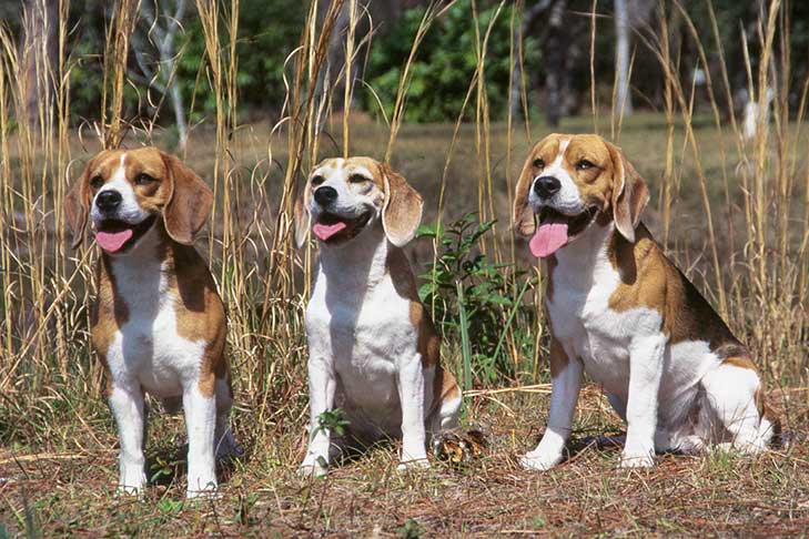 比格犬