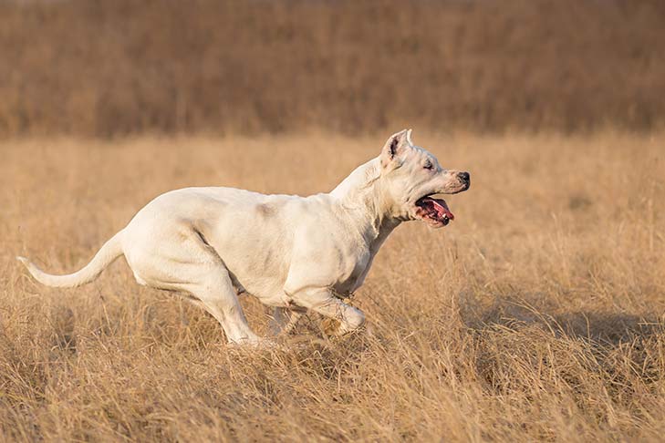 杜高犬