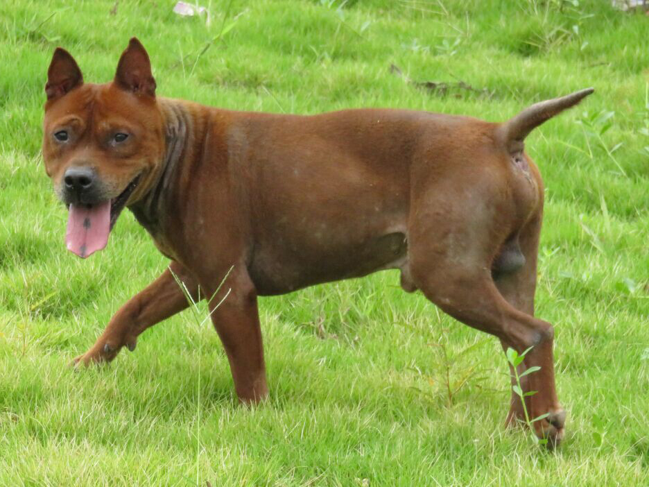 川东猎犬