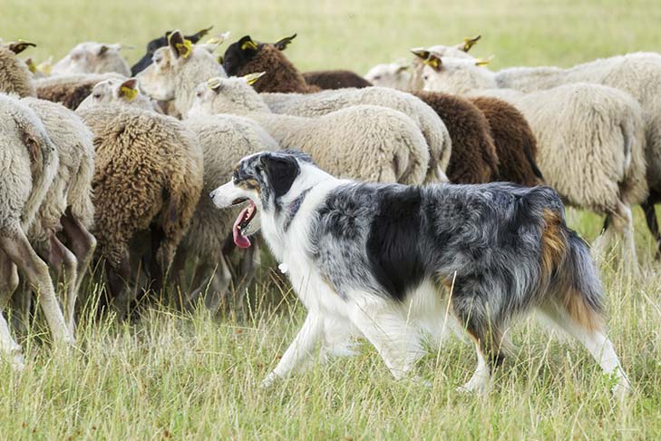 澳大利亚牧羊犬