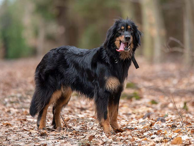 霍夫瓦尔特犬