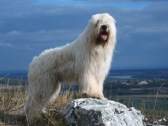 俄罗斯牧羊犬