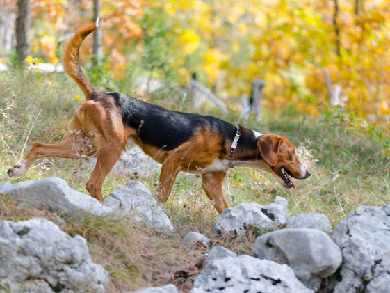 塞尔维亚三色猎犬