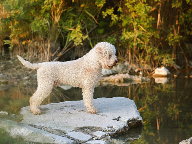 罗曼娜水犬