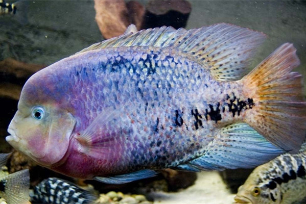 紫红火口鱼