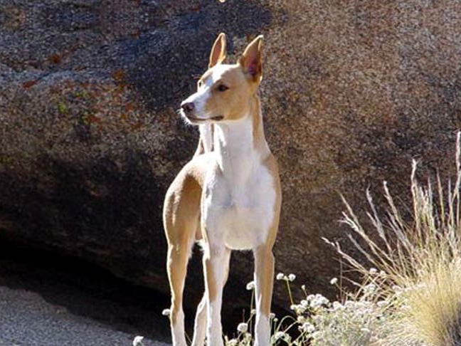 平毛型葡萄牙波登哥犬