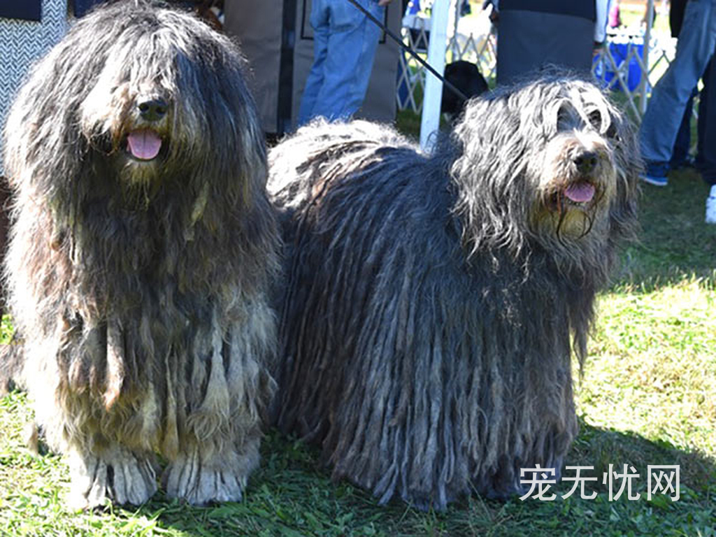 猫咪活体图片顺序测试