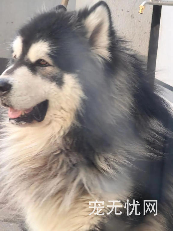 石家庄出售布偶猫9999